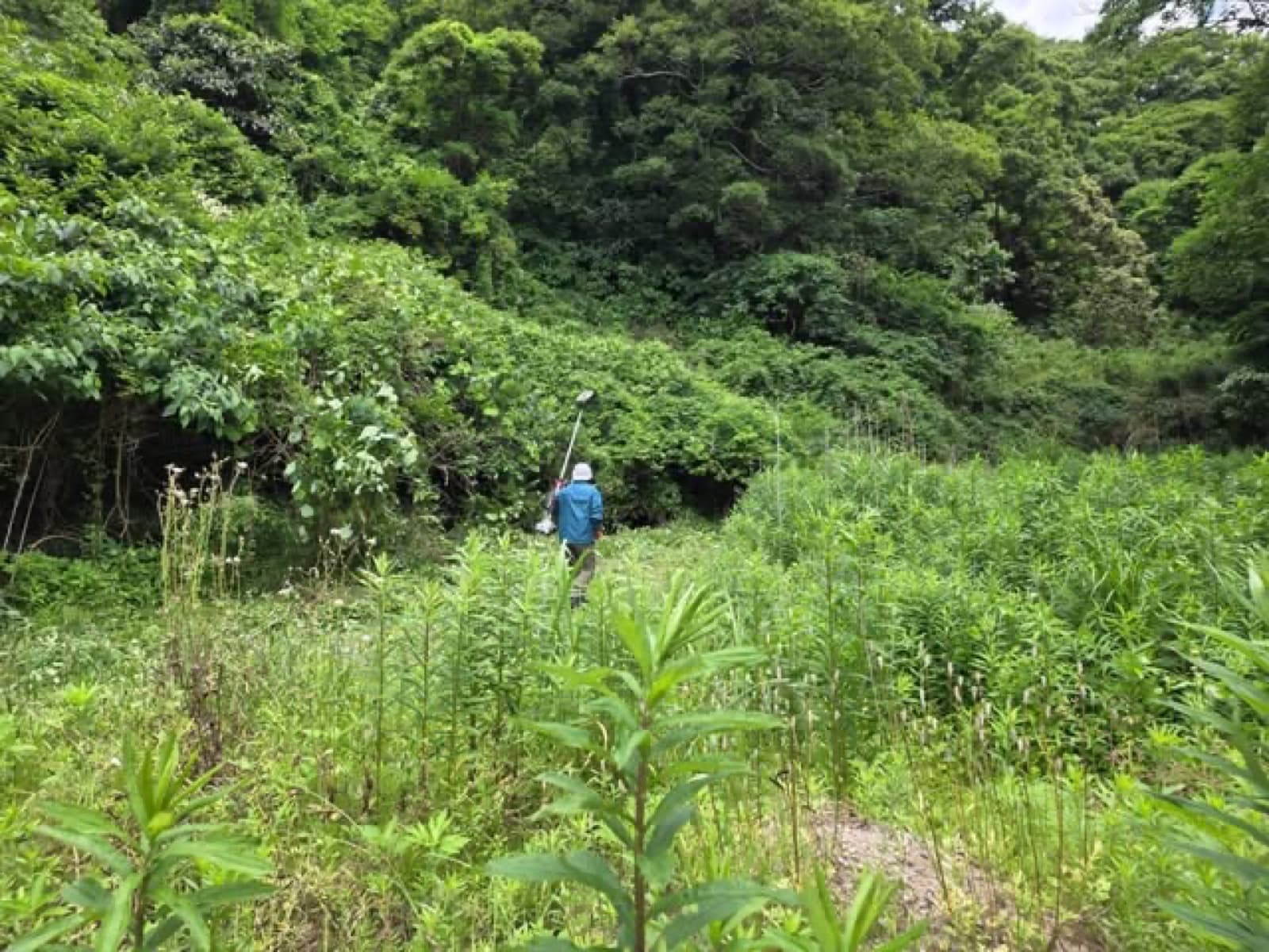 自家栽培の楮畑の手入れ
