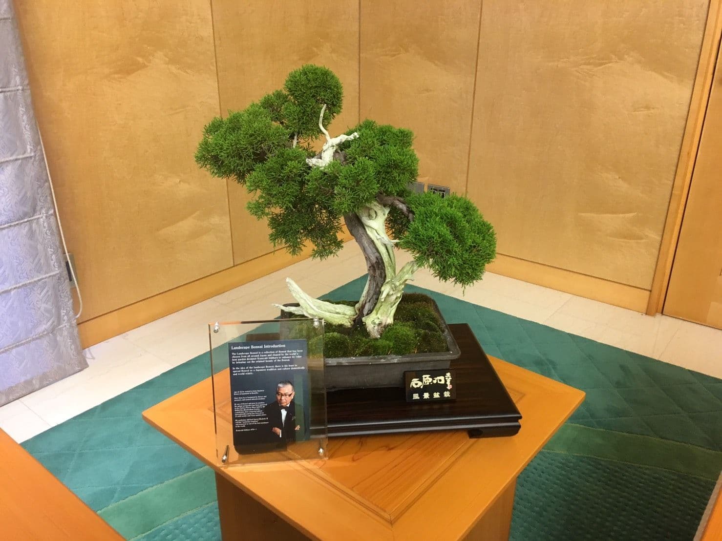 陈设于室内的风景盆栽