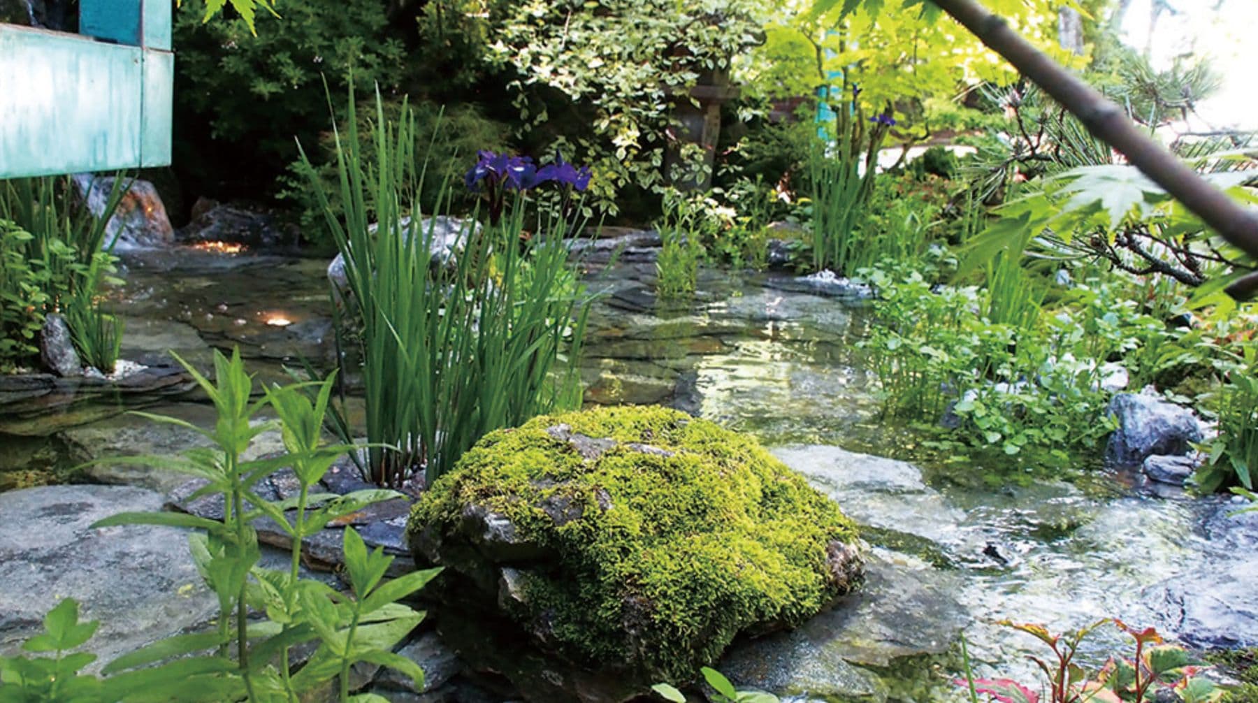 苔むした石と、アヤメの水辺