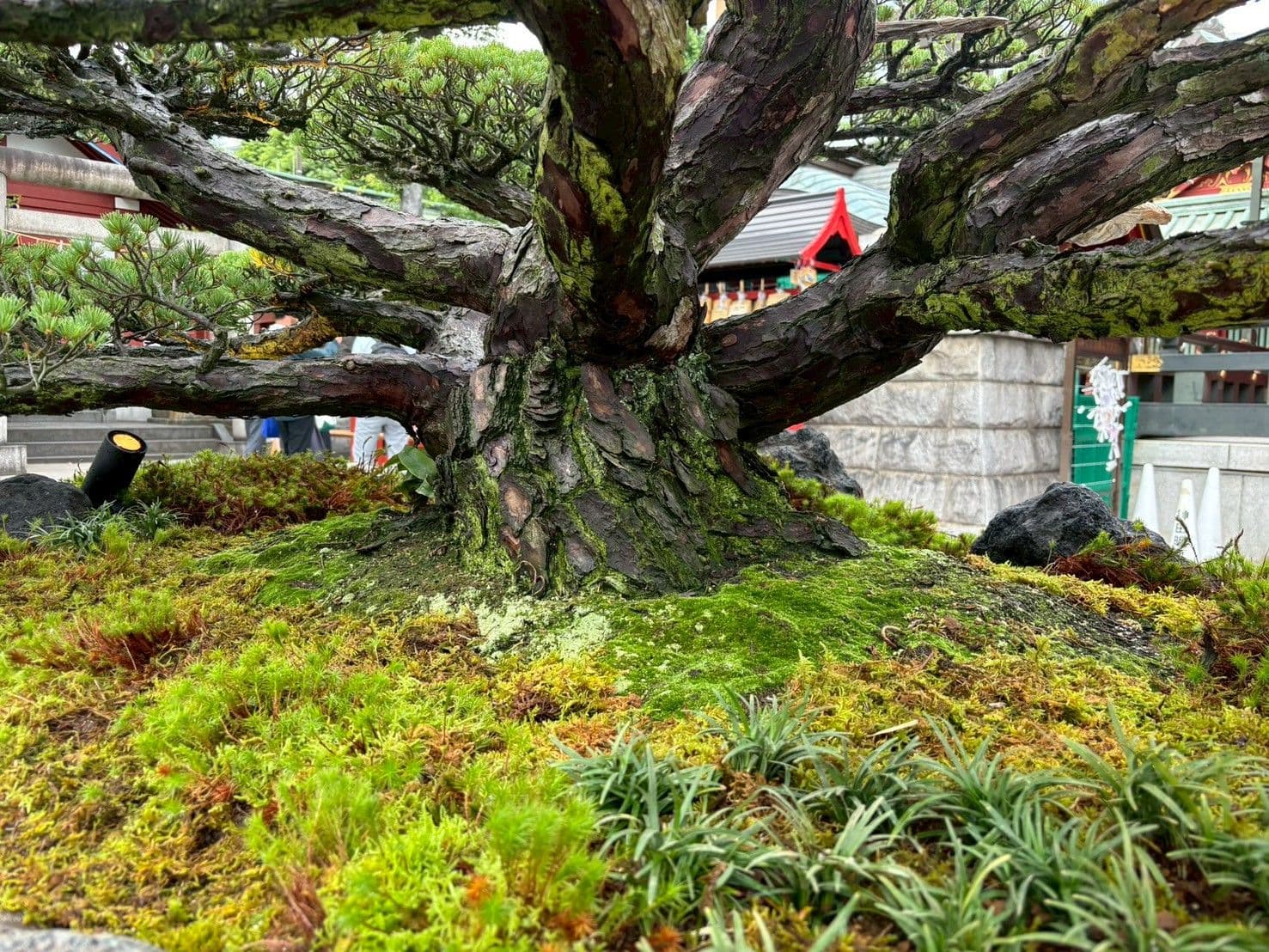 The foot of the bonkei, composed of moss and stone