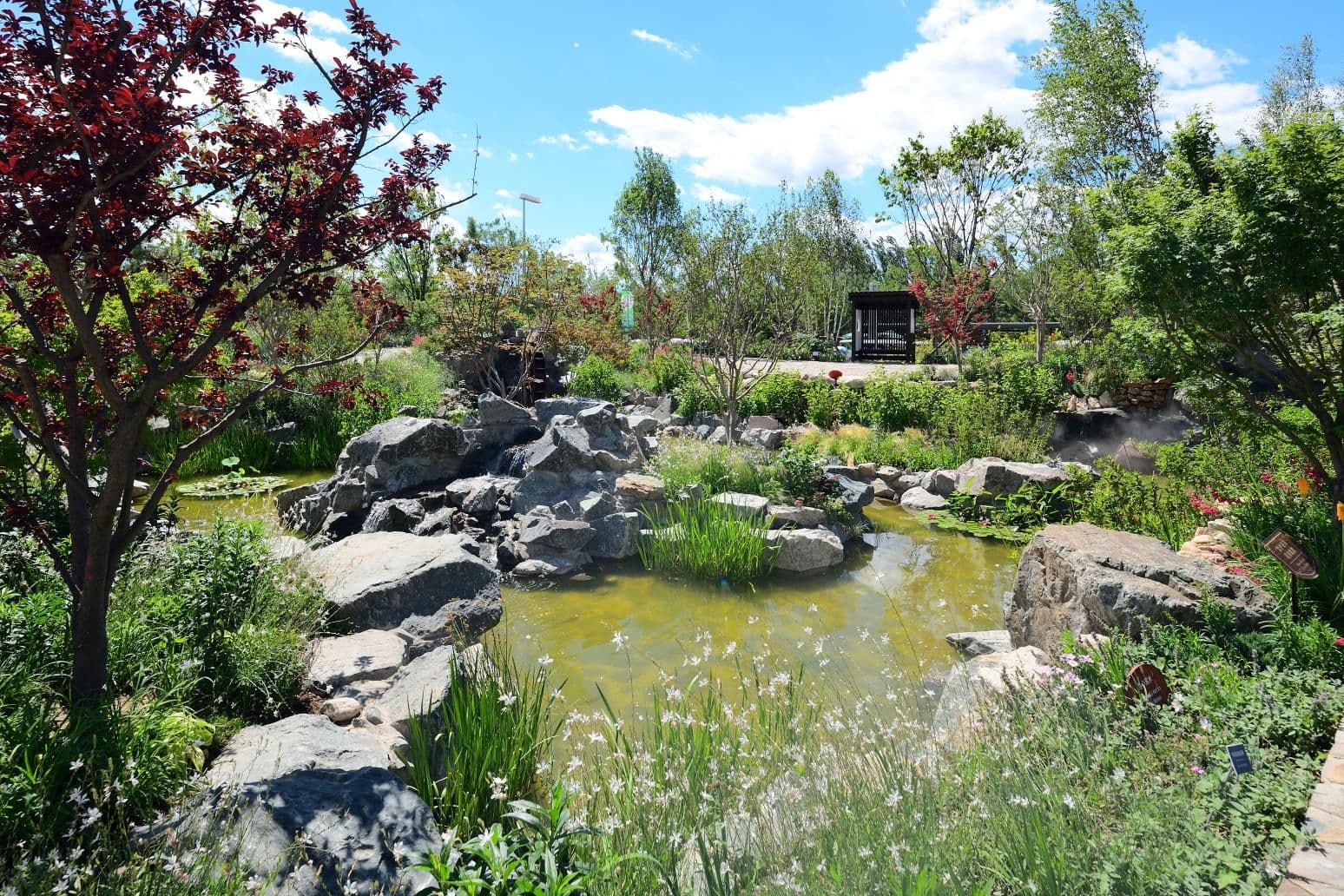 Bassin aux pierres agencées et arbre au feuillage coloré