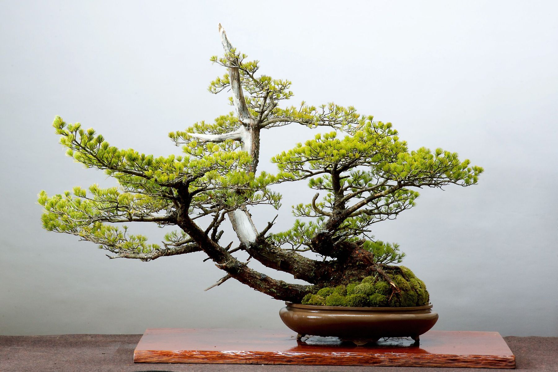 由石原和幸造型的松树风景盆栽