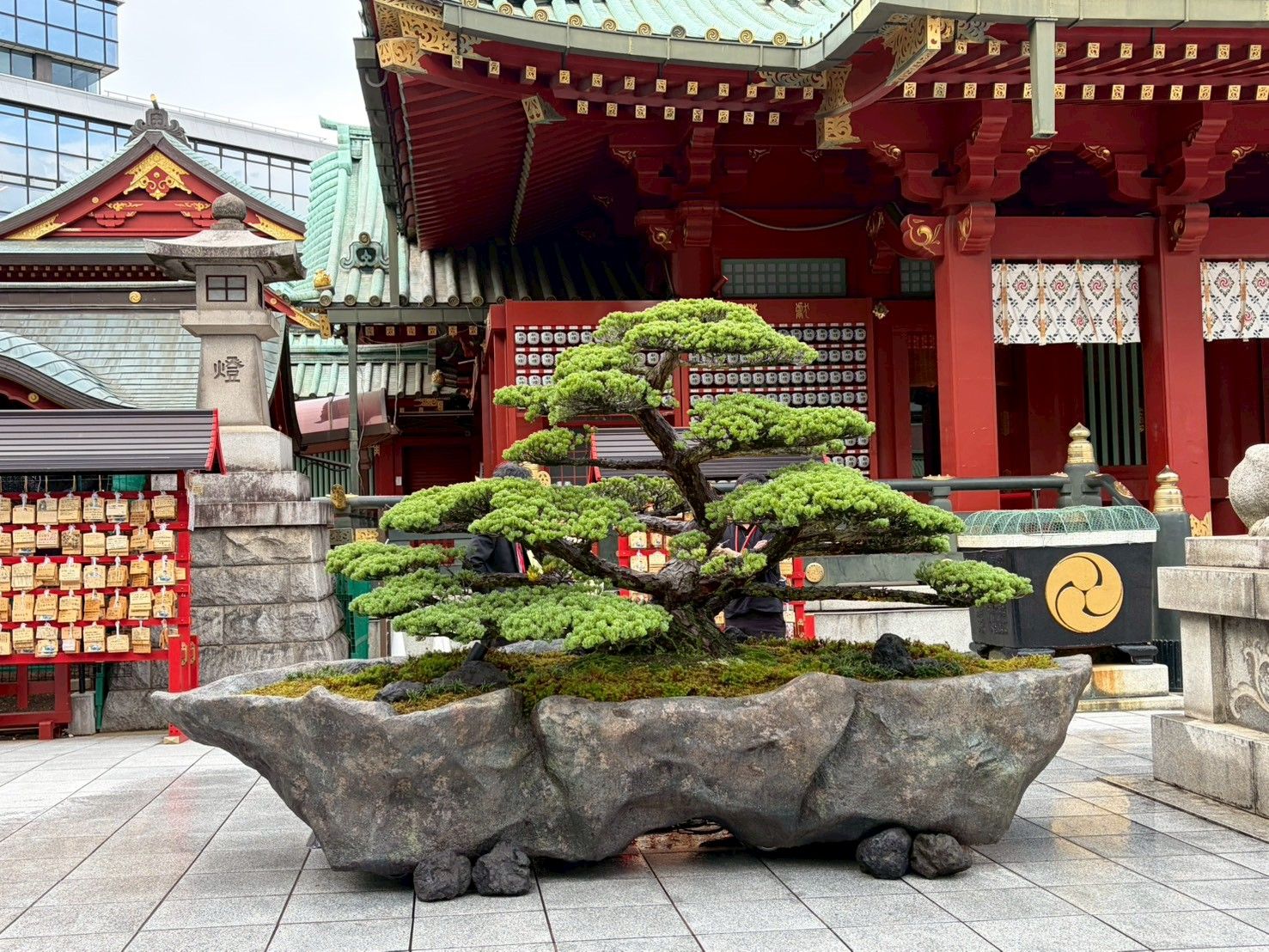 Fukei bonsai set before the shrine hall of Kanda Myojin