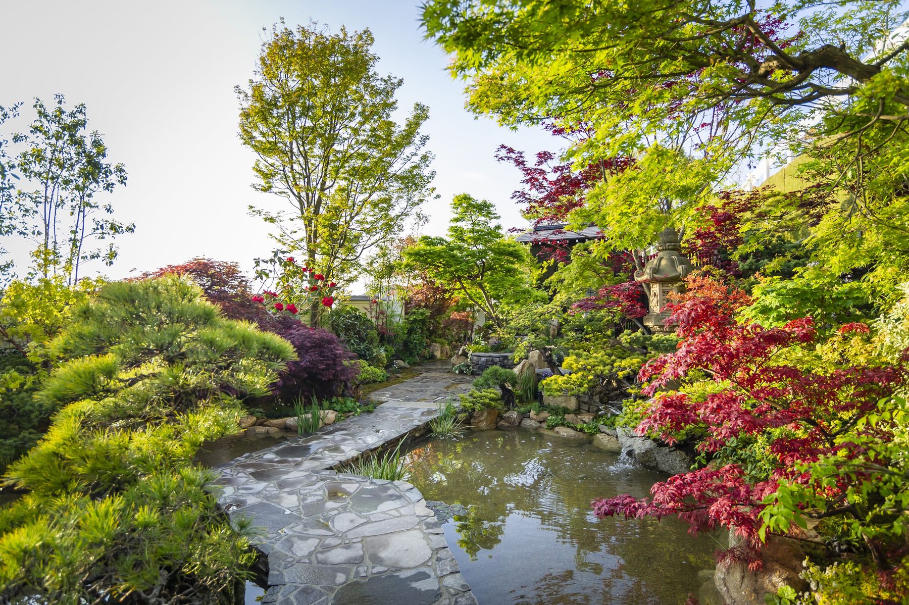 Pont de pierre sur l'étang, dans le jardin japonais planté de pins et d'érables